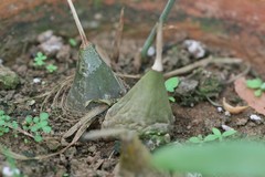 Eulophia andamanensis